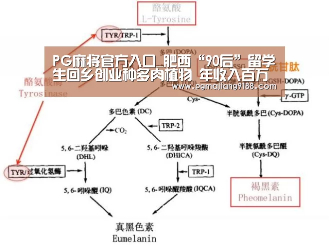 PG麻将官方入口_肥西“90后”留学生回乡创业种多肉植物 年收入百万(图4) PG麻将官方入口